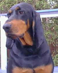 a well breed Black And Tan Coonhound dog